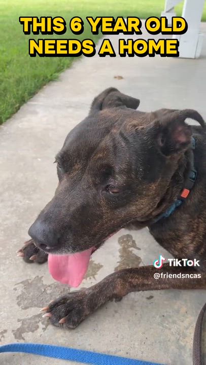 Enlarge GRACIE MAE, a ADOPTABLE mixed breed in Heathsville, VA video 5/5