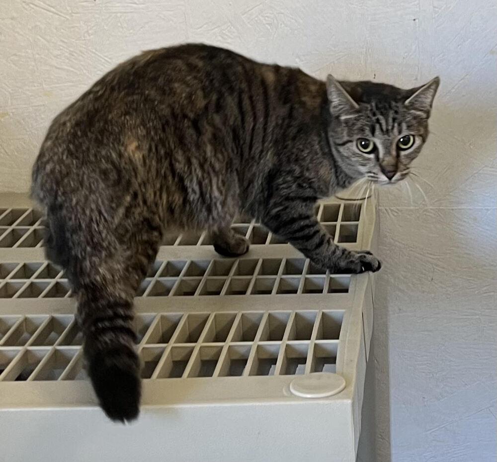 Leonarda (Barn Kitty), Adopted, Adult Female Domestic Short Hair.