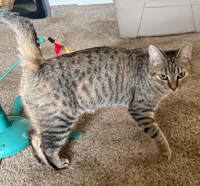 Dottie, a Adoptable Tabby in Bear, DE image 1/3