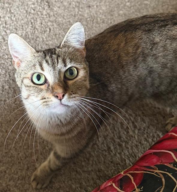 Dottie, a Adoptable Tabby in Bear, DE image 2/3