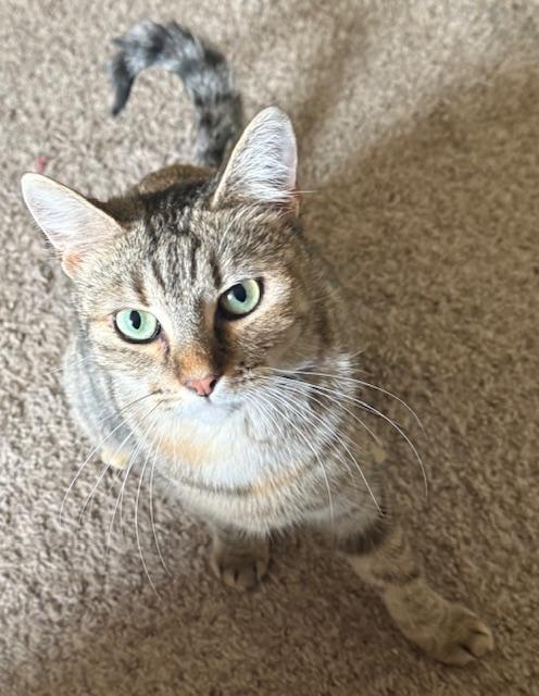 Dottie, a Adoptable Tabby in Bear, DE image 3/3