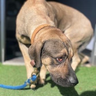 Frank — thumbnail 4