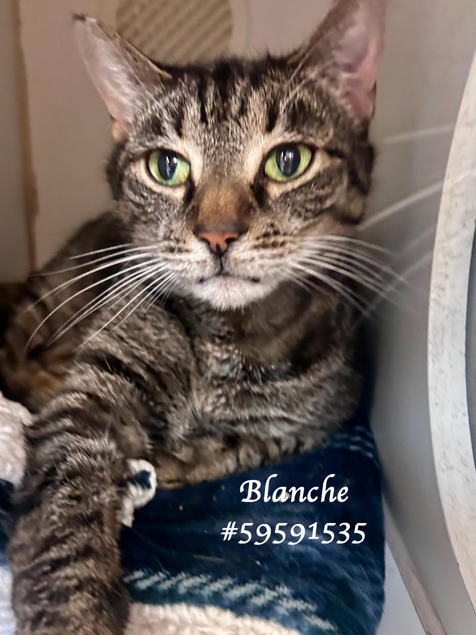 Enlarge Blanche , a ADOPTABLE Oriental Tabby in Wilkes Barre, PA image 1/1