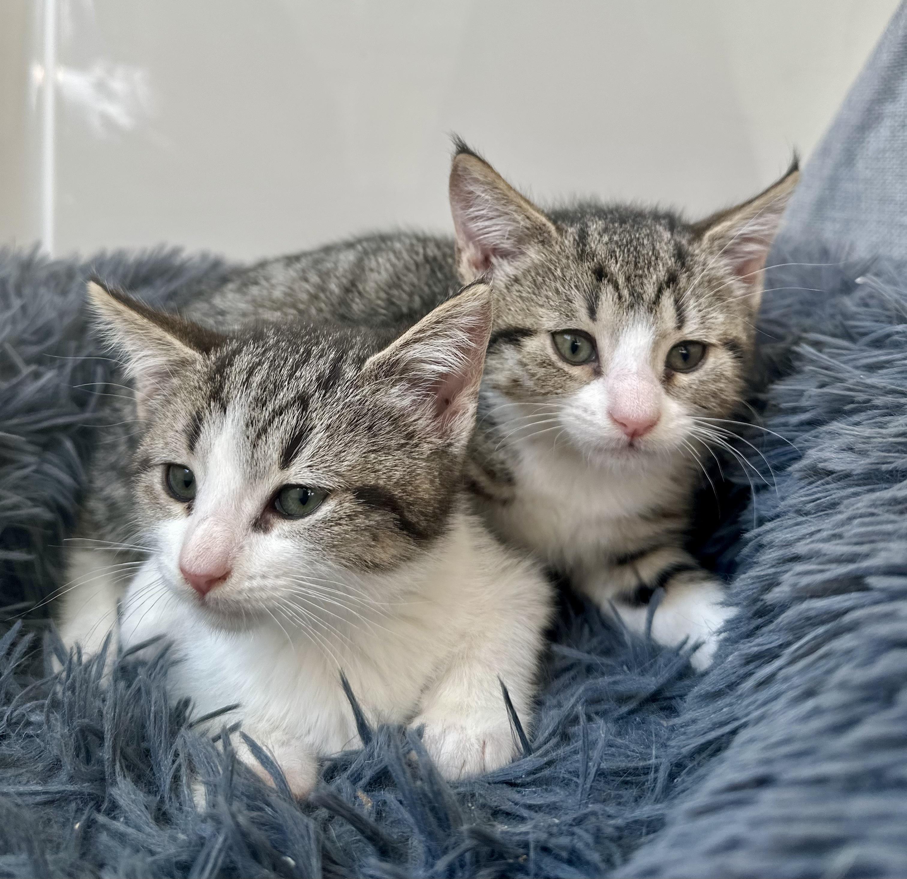 Enlarge Jigsaw, an adopted Tabby in Bethel, CT image 5/6