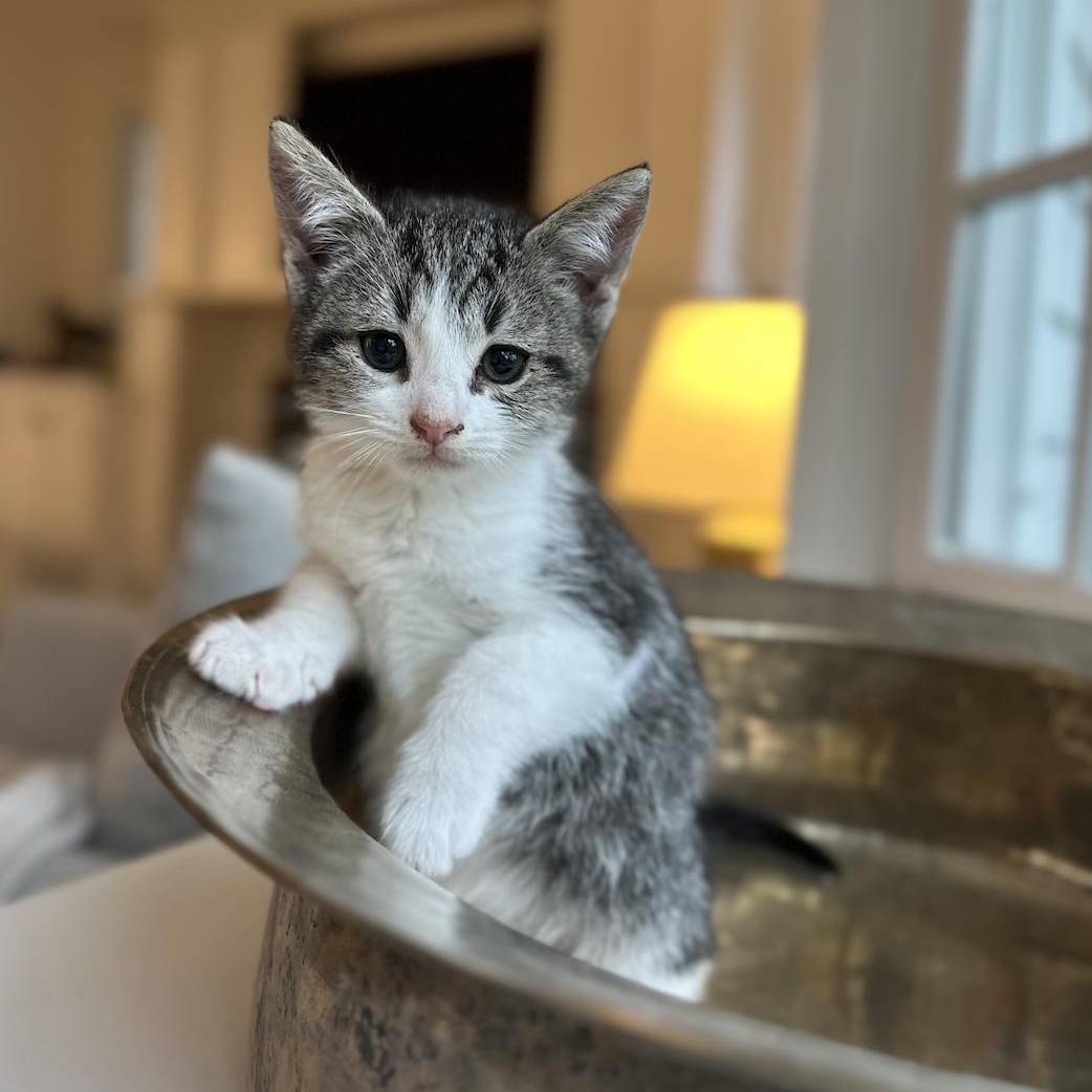 Jigsaw, adopted, Kitten Female Tabby.