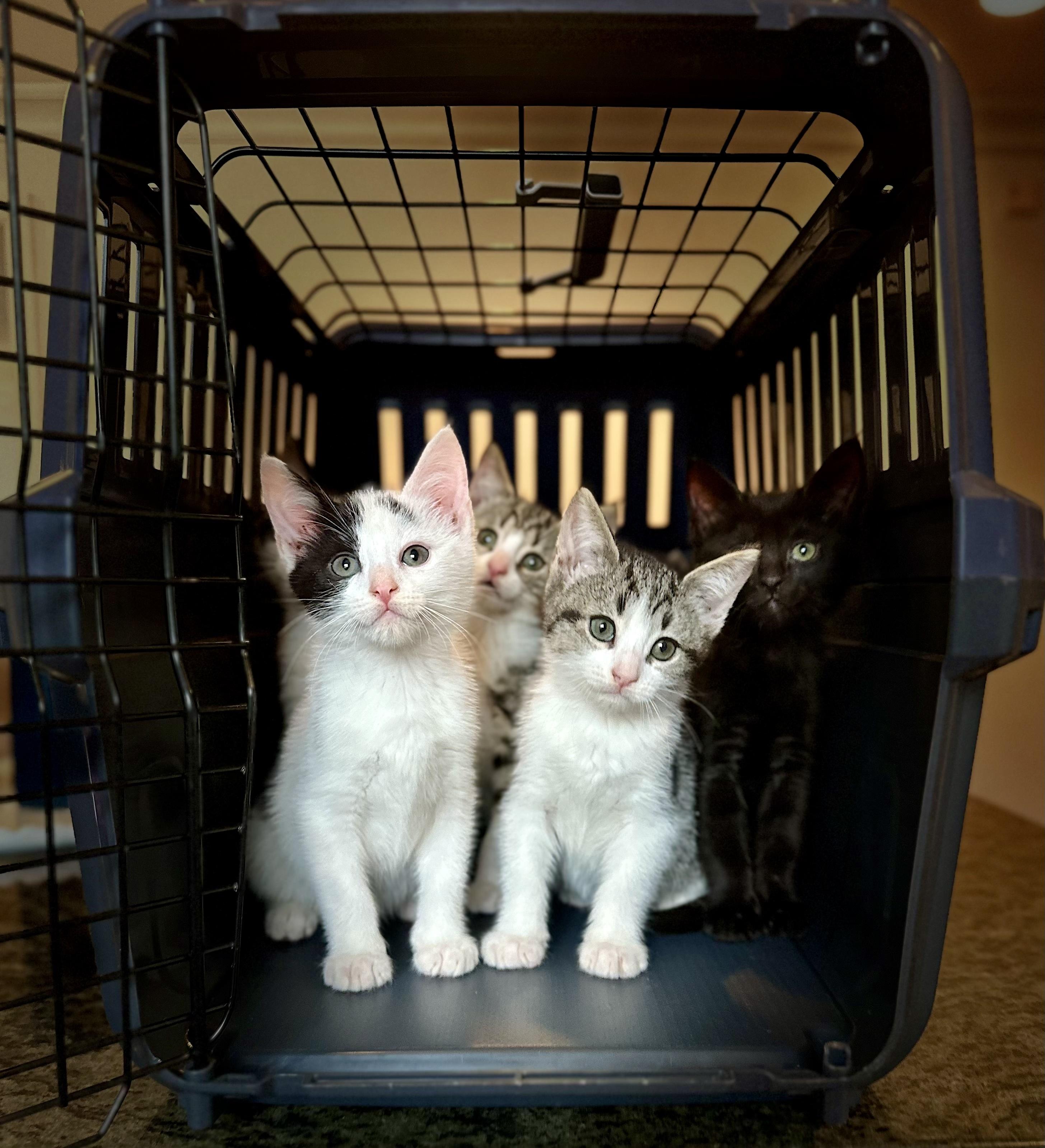 Enlarge Jigsaw, an adopted Tabby in Bethel, CT image 6/6