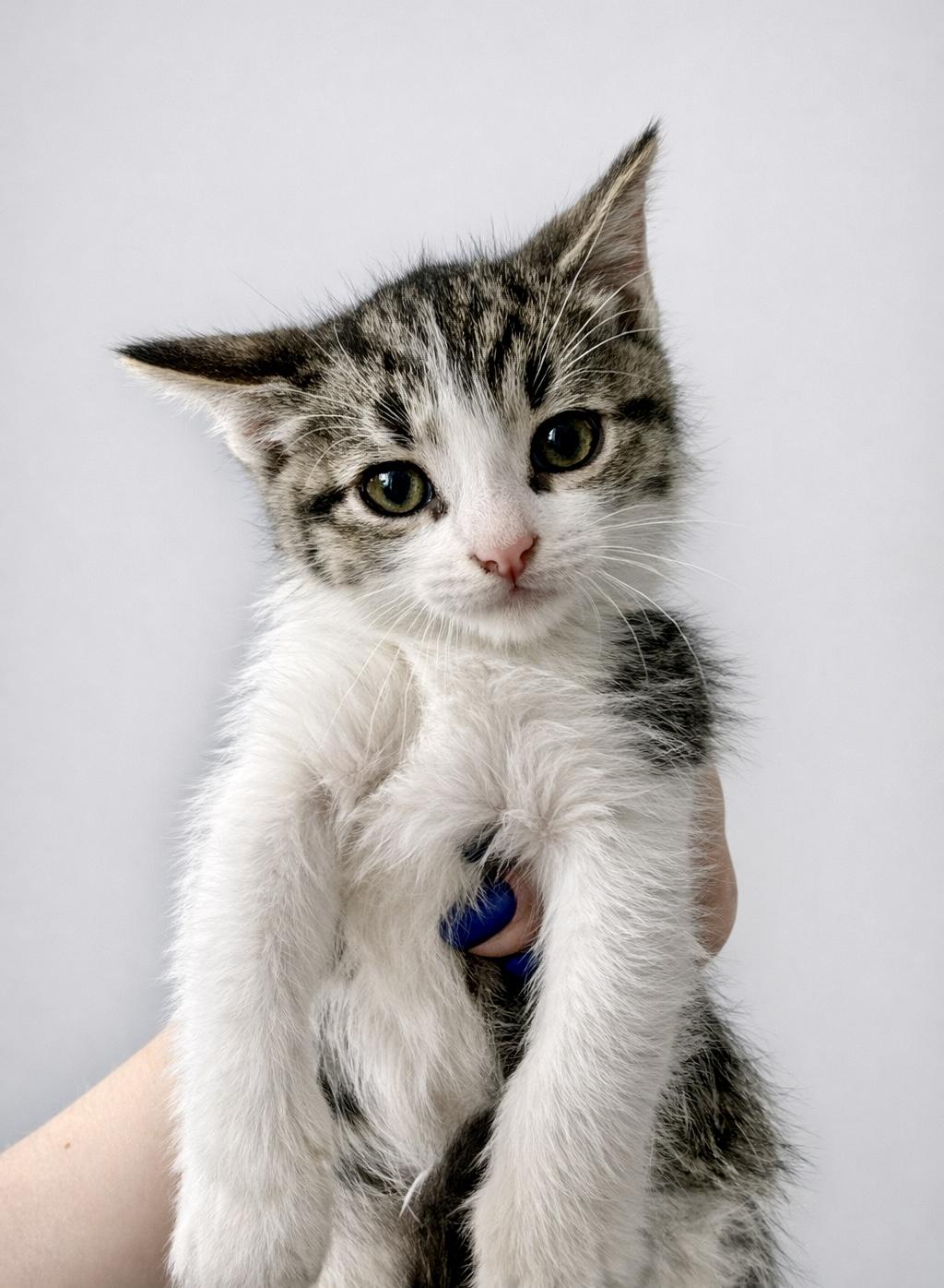 Enlarge Jigsaw, an adopted Tabby in Bethel, CT image 2/6