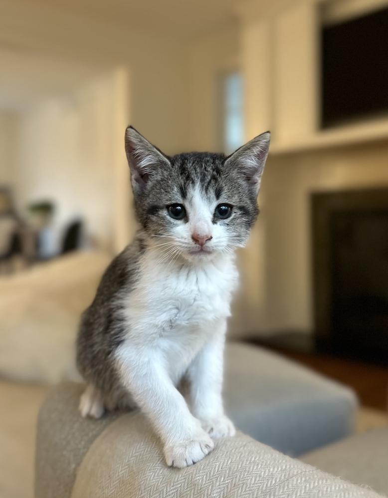 Enlarge Jigsaw, an adopted Tabby in Bethel, CT image 4/6