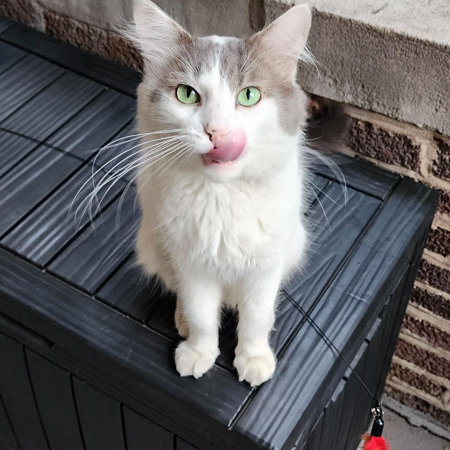 Enlarge Malcolm, a Adopted Domestic Medium Hair in Chicago, IL image 4/6