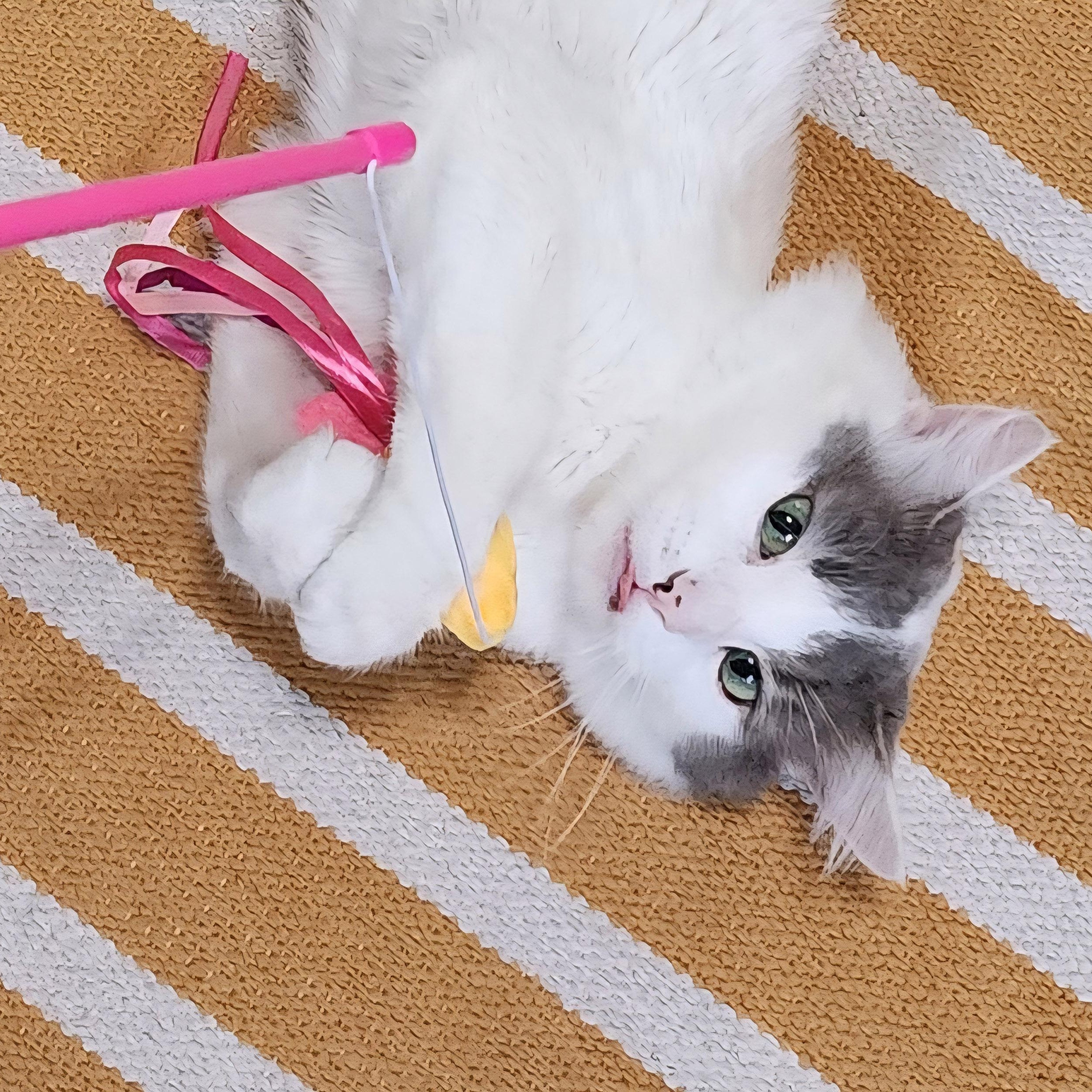 Enlarge Malcolm, a Adopted Domestic Medium Hair in Chicago, IL image 6/6