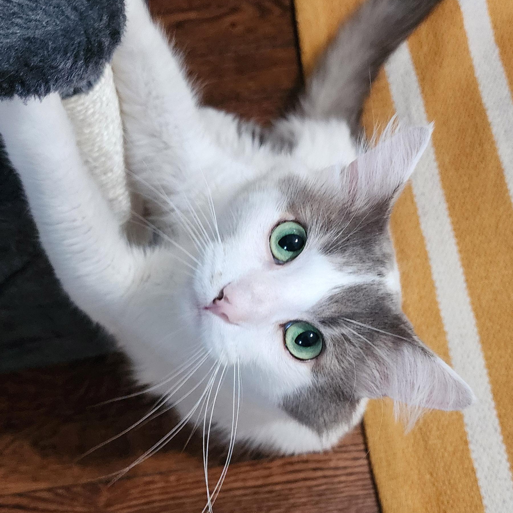 Enlarge Malcolm, a Adopted Domestic Medium Hair in Chicago, IL image 5/6