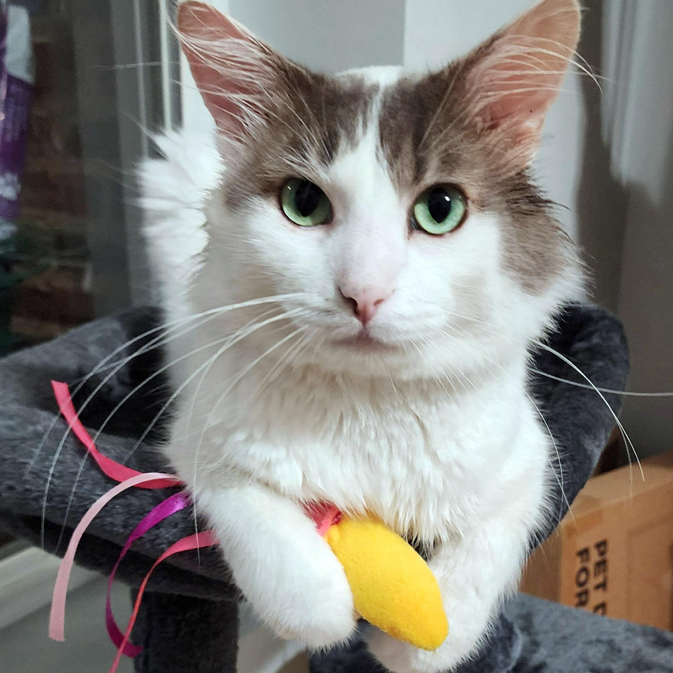 Enlarge Malcolm, a Adopted Domestic Medium Hair in Chicago, IL image 1/6