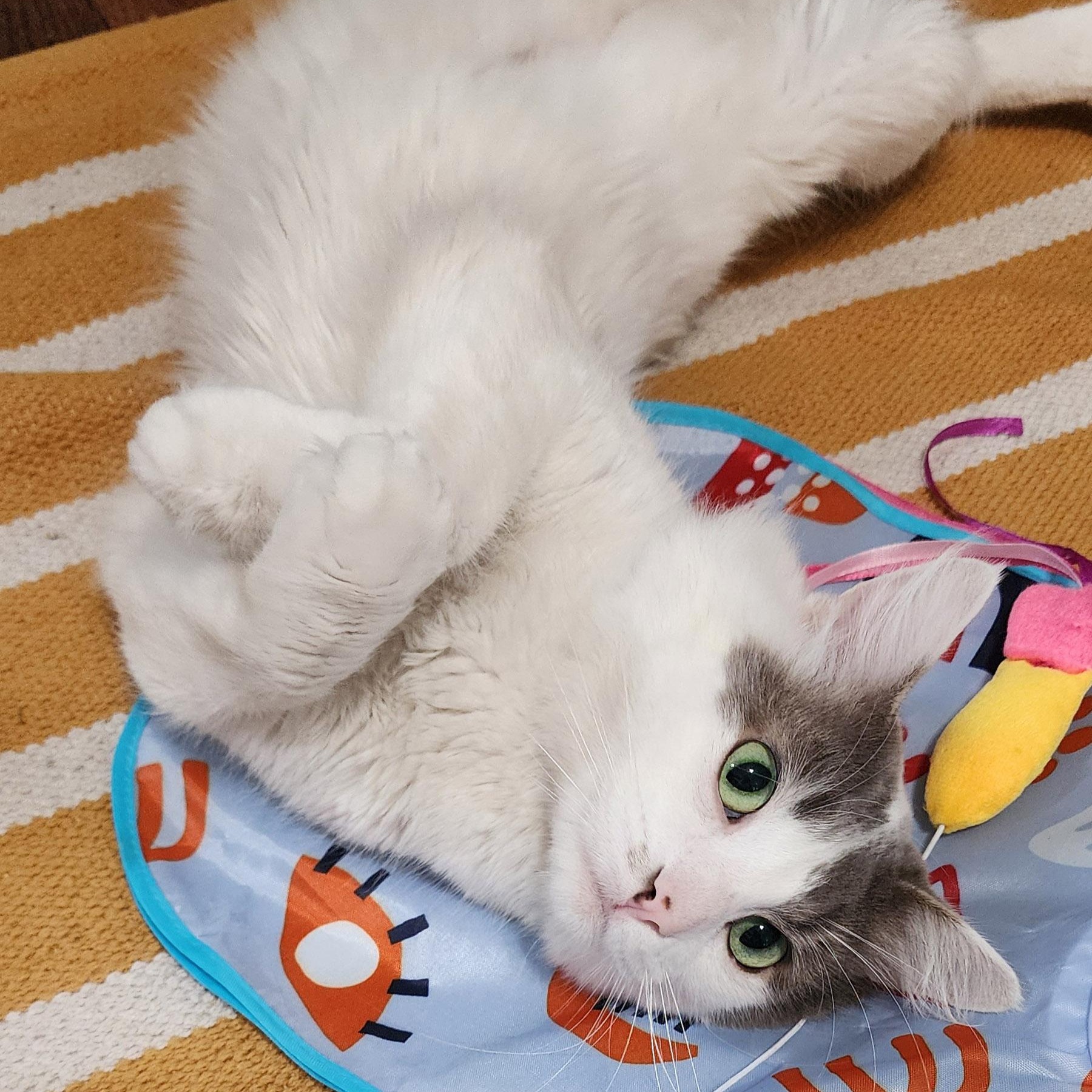 Enlarge Malcolm, a Adopted Domestic Medium Hair in Chicago, IL image 2/6