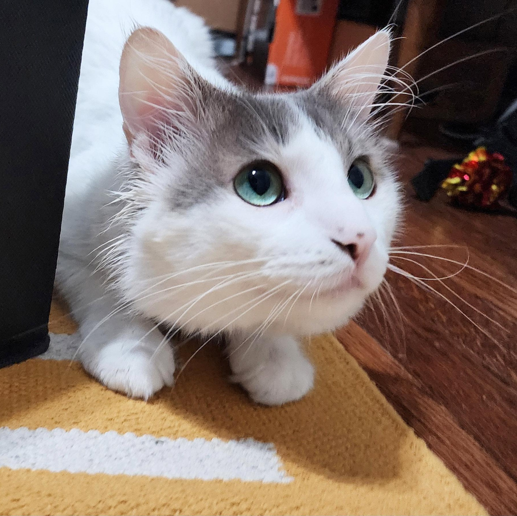 Enlarge Malcolm, a Adopted Domestic Medium Hair in Chicago, IL image 3/6