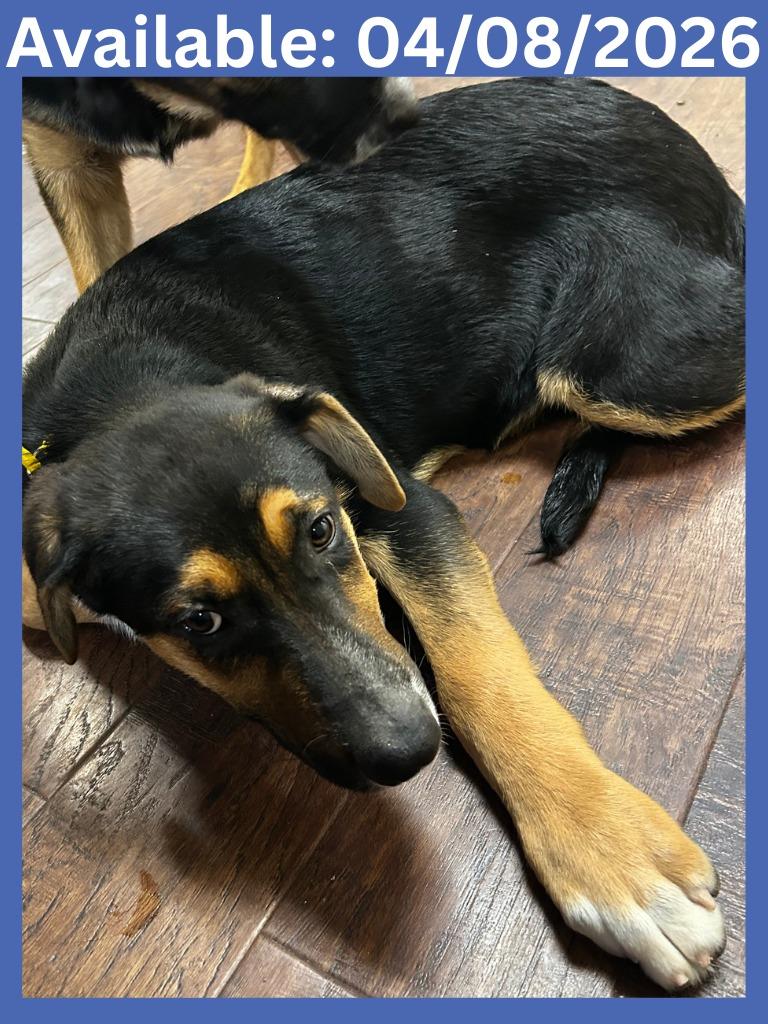 Enlarge Dog Kennel #38, a Adoptable mixed breed in Greenville, TX image 1/1