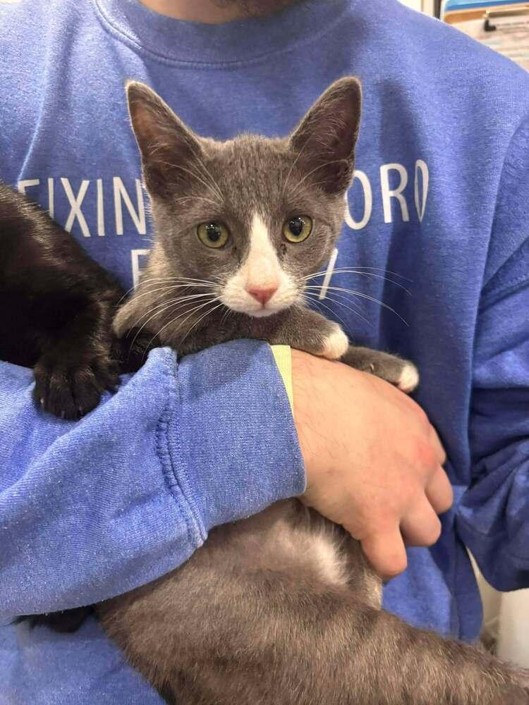 Mickey, Adoptable, Kitten Female Domestic Short Hair.