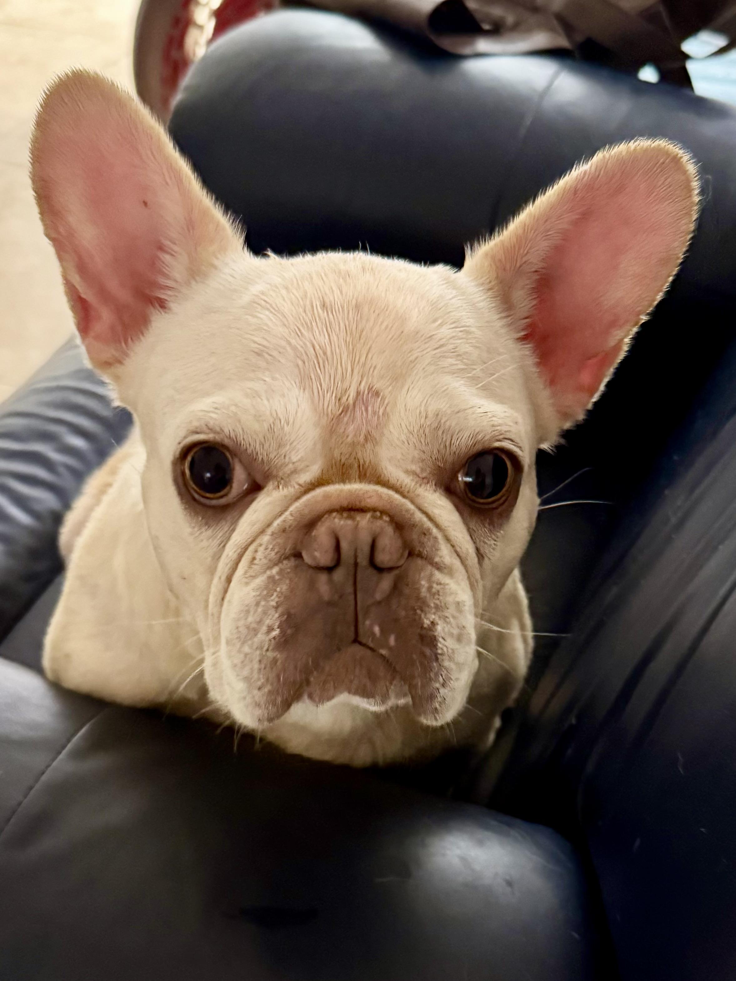 Purebred Female French Bulldog Storm, ADOPTABLE, Young Female French Bulldog.