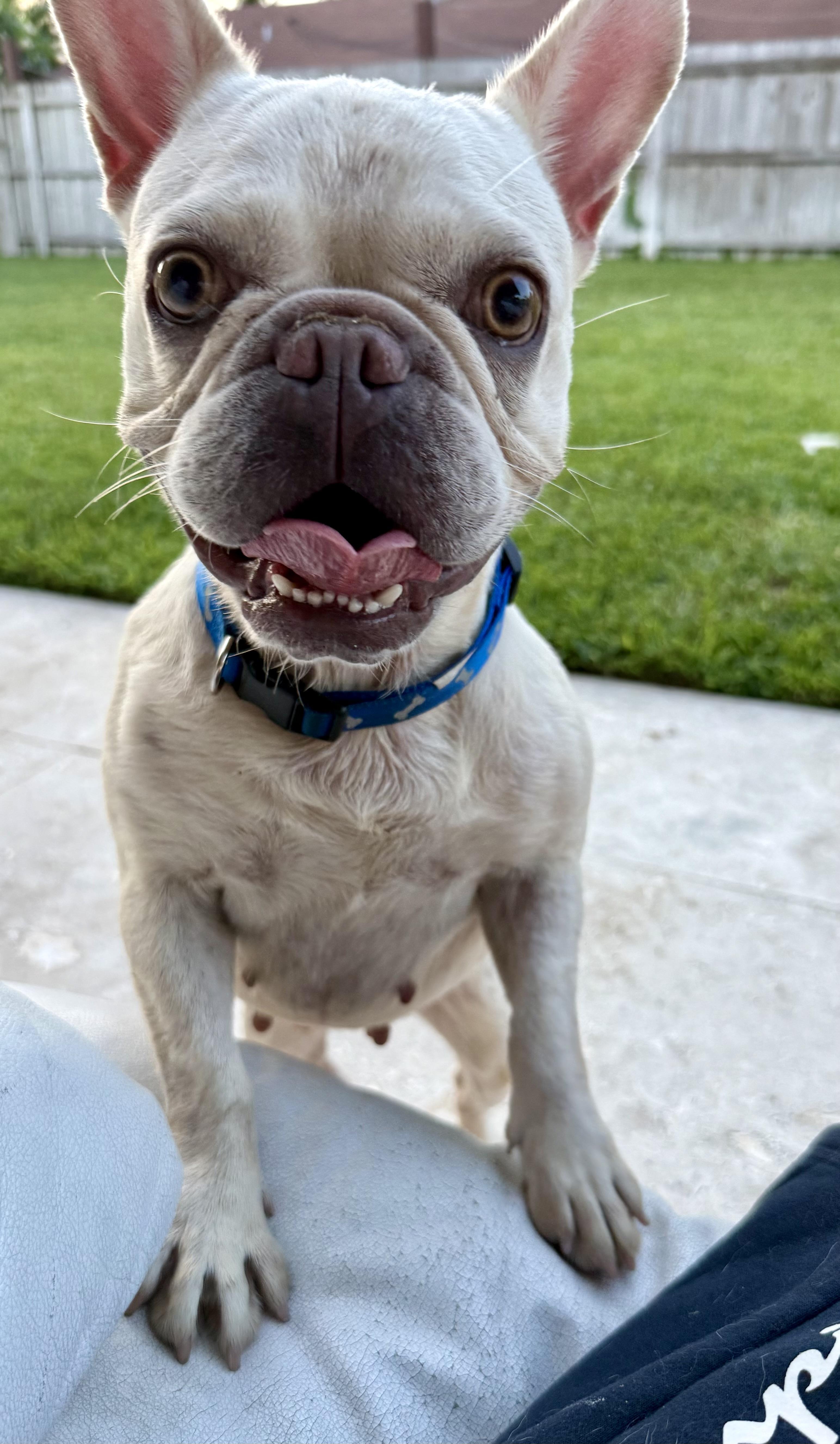 Enlarge Purebred Female French Bulldog Storm, a ADOPTABLE French Bulldog in Boca Raton, FL image 6/6