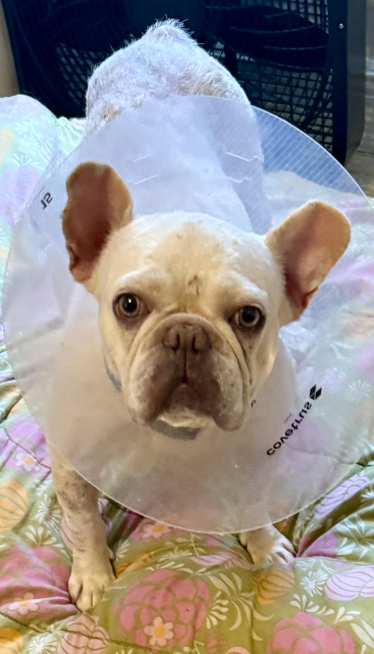 Purebred Female French Bulldog Storm, ADOPTABLE, Young Female French Bulldog.