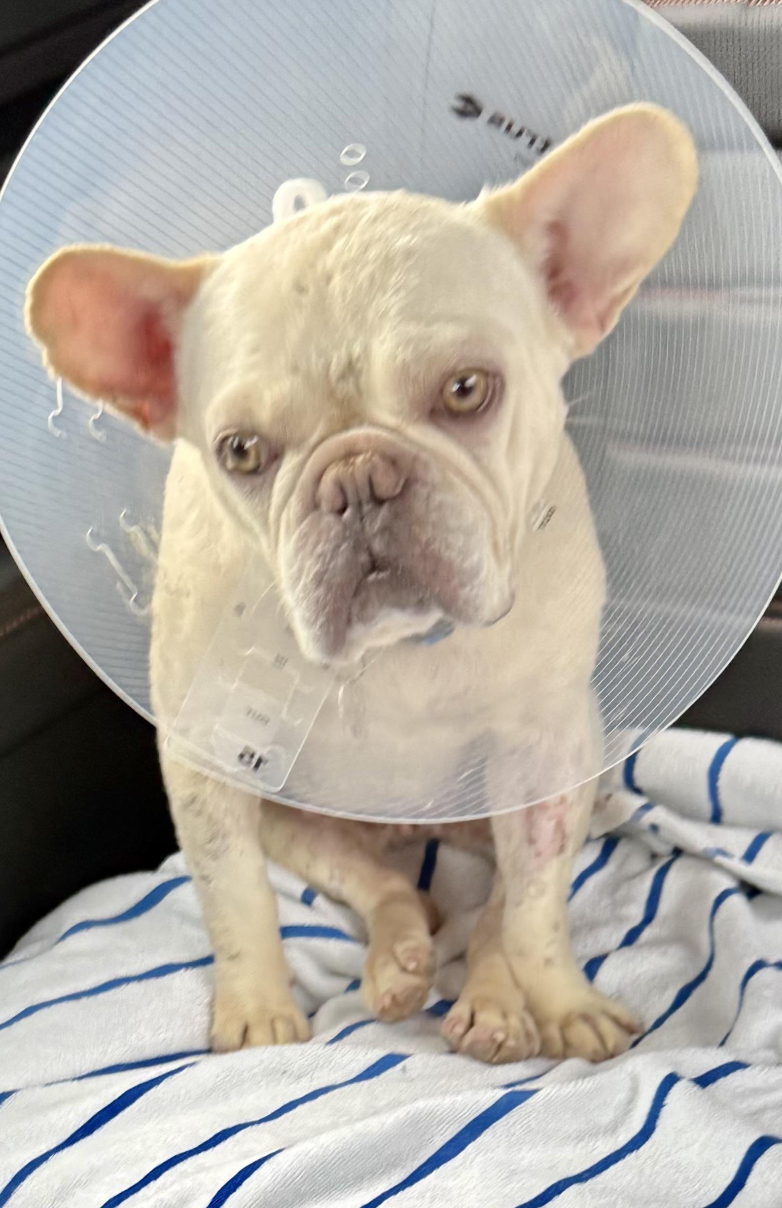 Enlarge Purebred Female French Bulldog Storm, a ADOPTABLE French Bulldog in Boca Raton, FL image 3/6