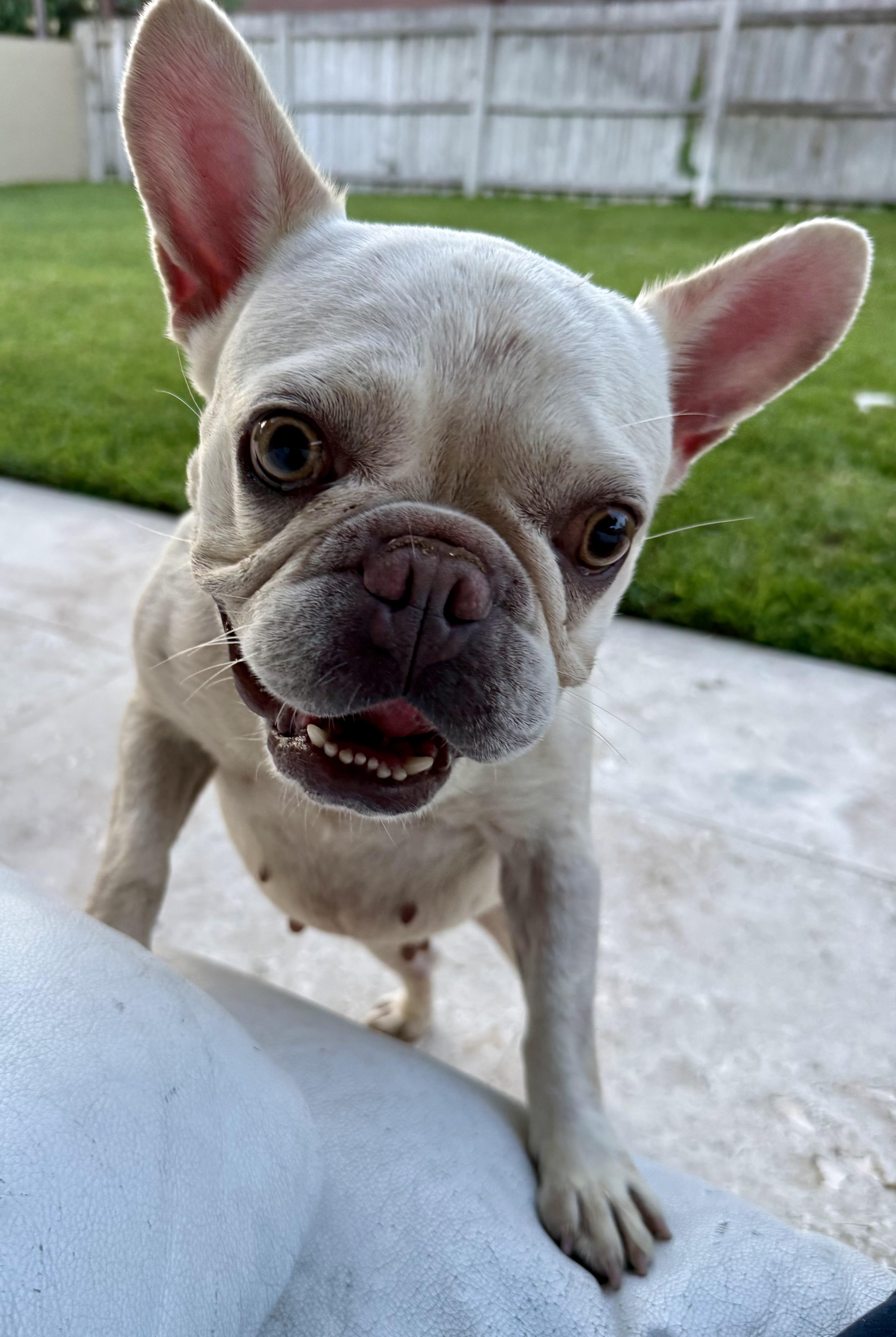 Enlarge Purebred Female French Bulldog Storm, a ADOPTABLE French Bulldog in Boca Raton, FL image 4/6