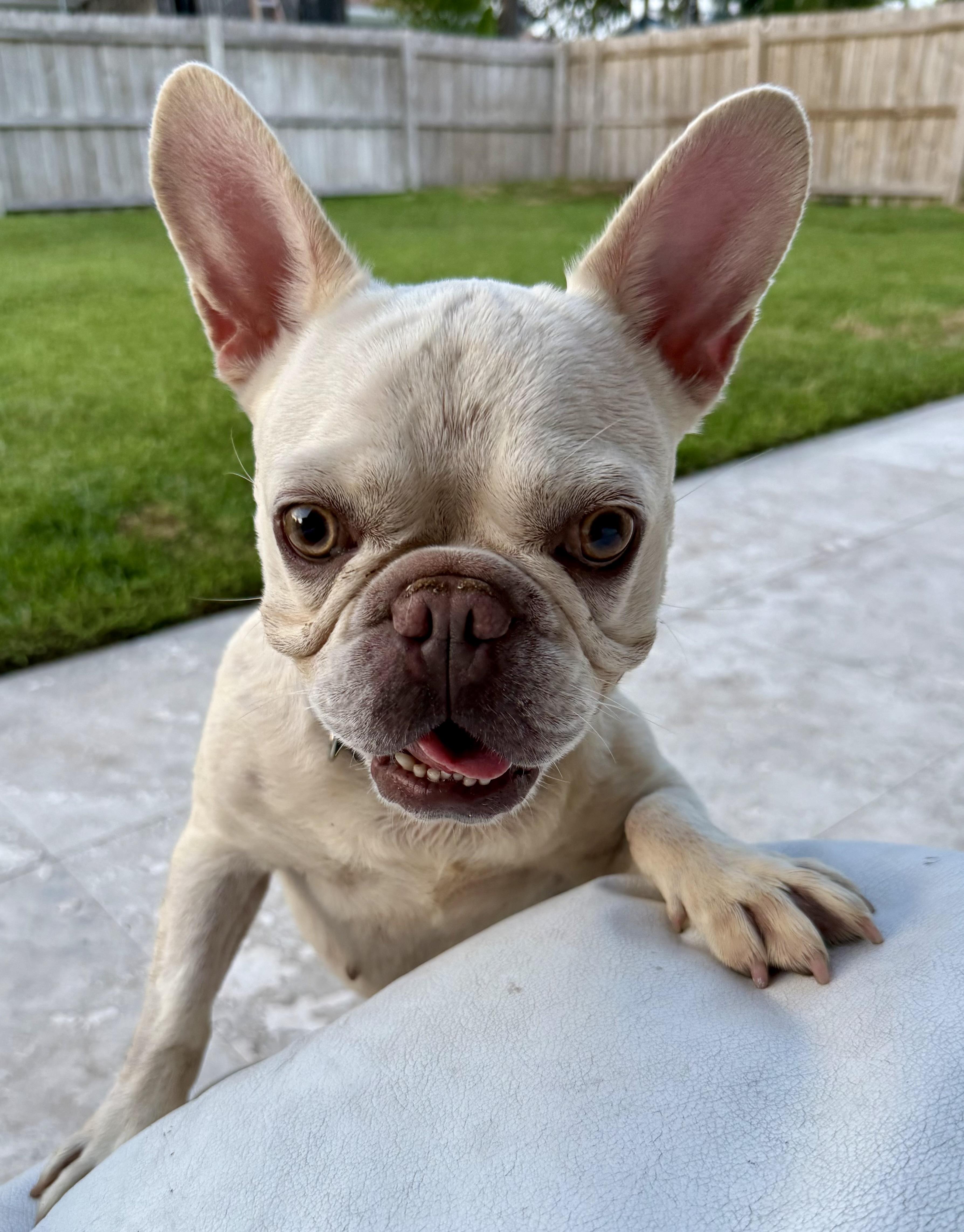 Enlarge Purebred Female French Bulldog Storm, a ADOPTABLE French Bulldog in Boca Raton, FL image 3/6