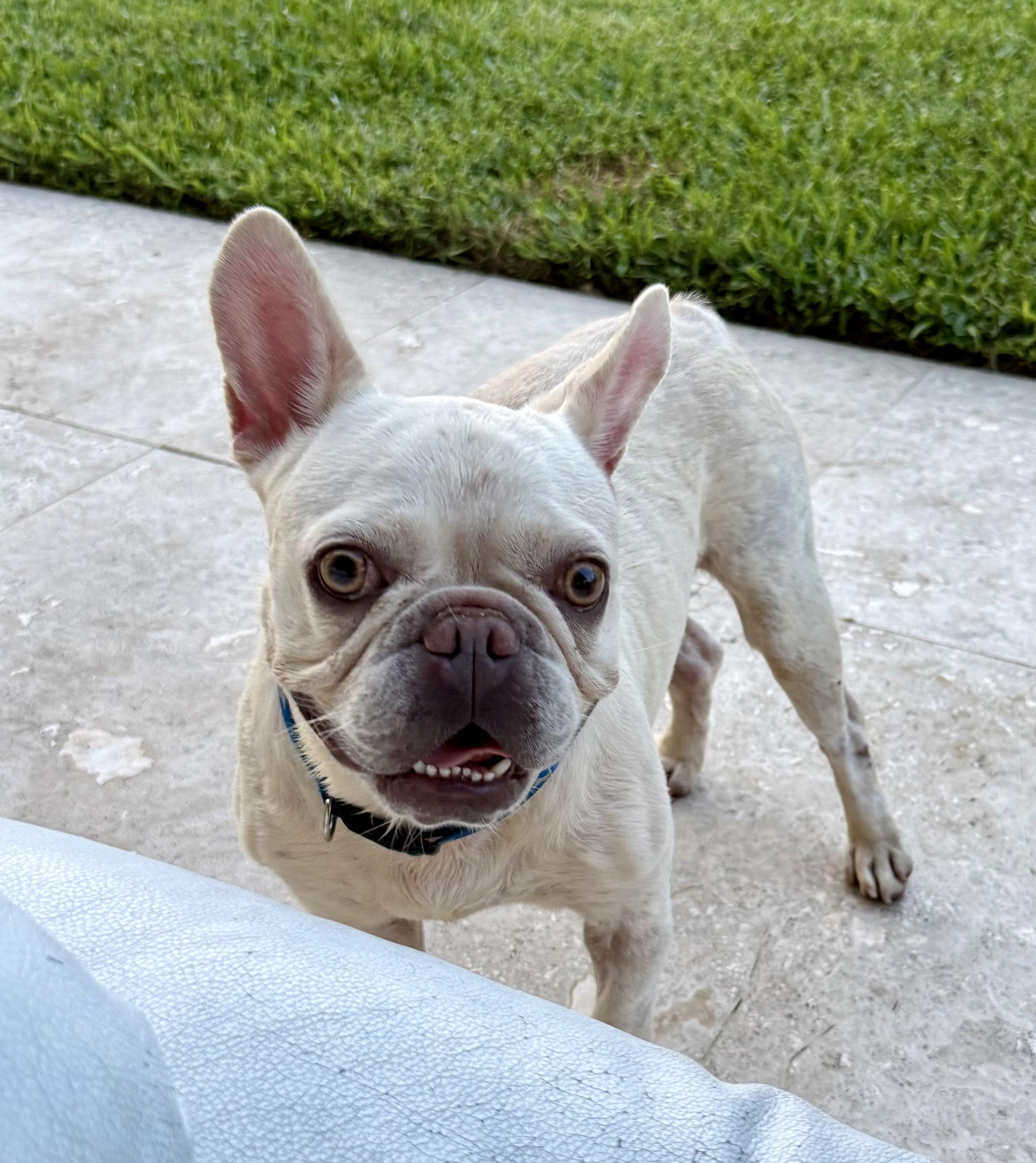 Enlarge Purebred Female French Bulldog Storm, a ADOPTABLE French Bulldog in Boca Raton, FL image 5/6