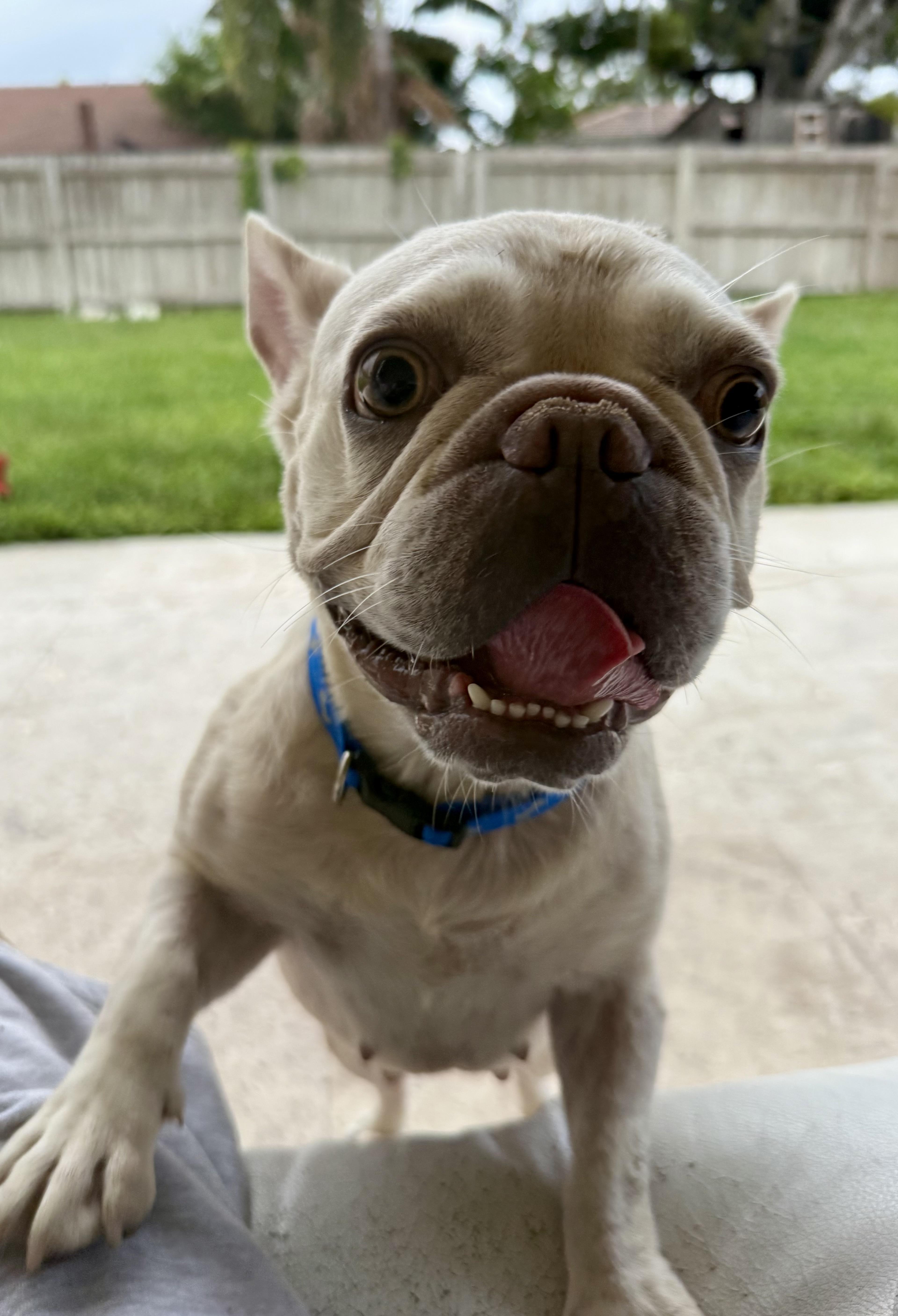 Purebred Female French Bulldog Storm, ADOPTABLE, Young Female French Bulldog.