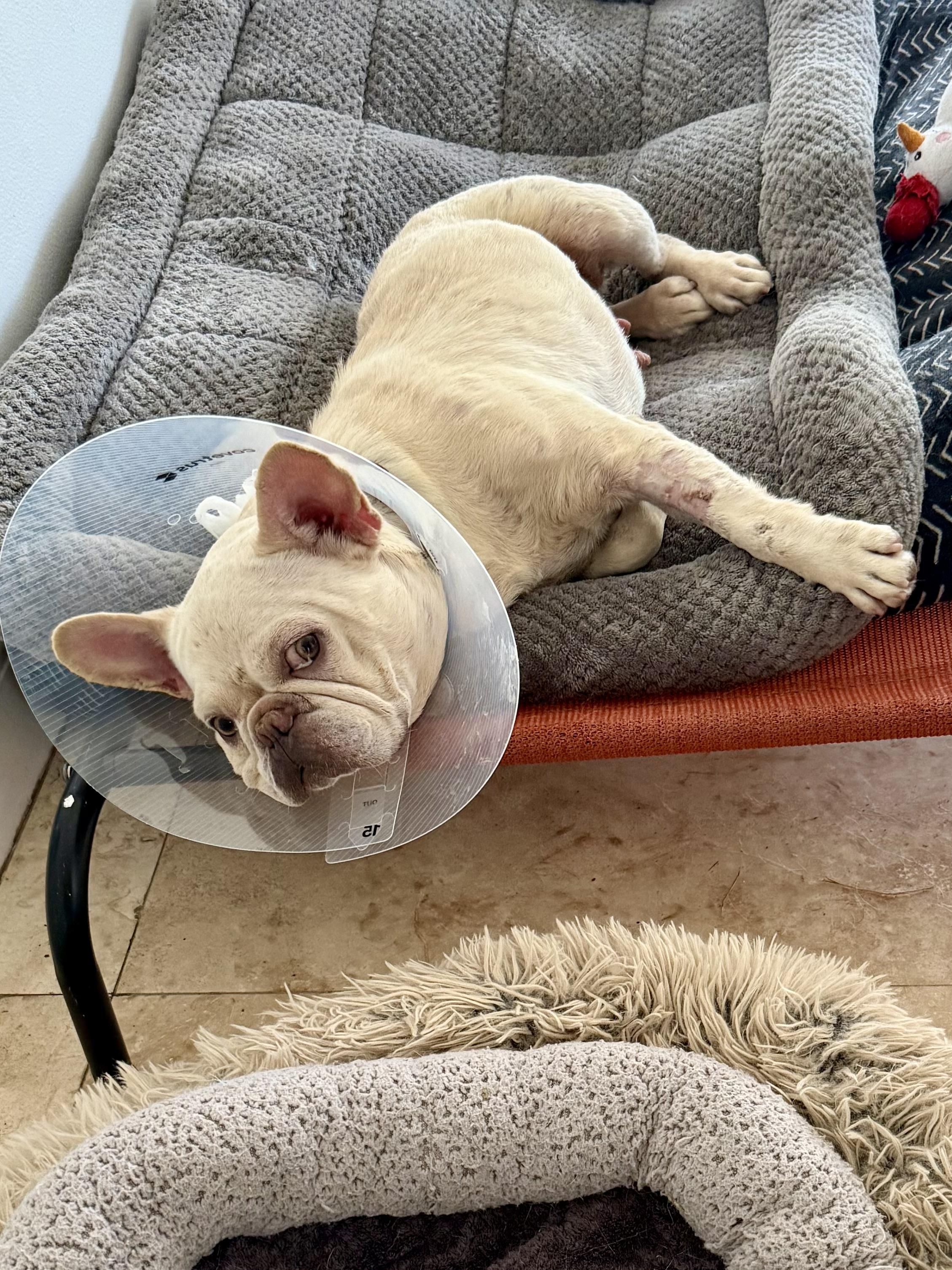 Enlarge Purebred Female French Bulldog Storm, a ADOPTABLE French Bulldog in Boca Raton, FL image 4/6
