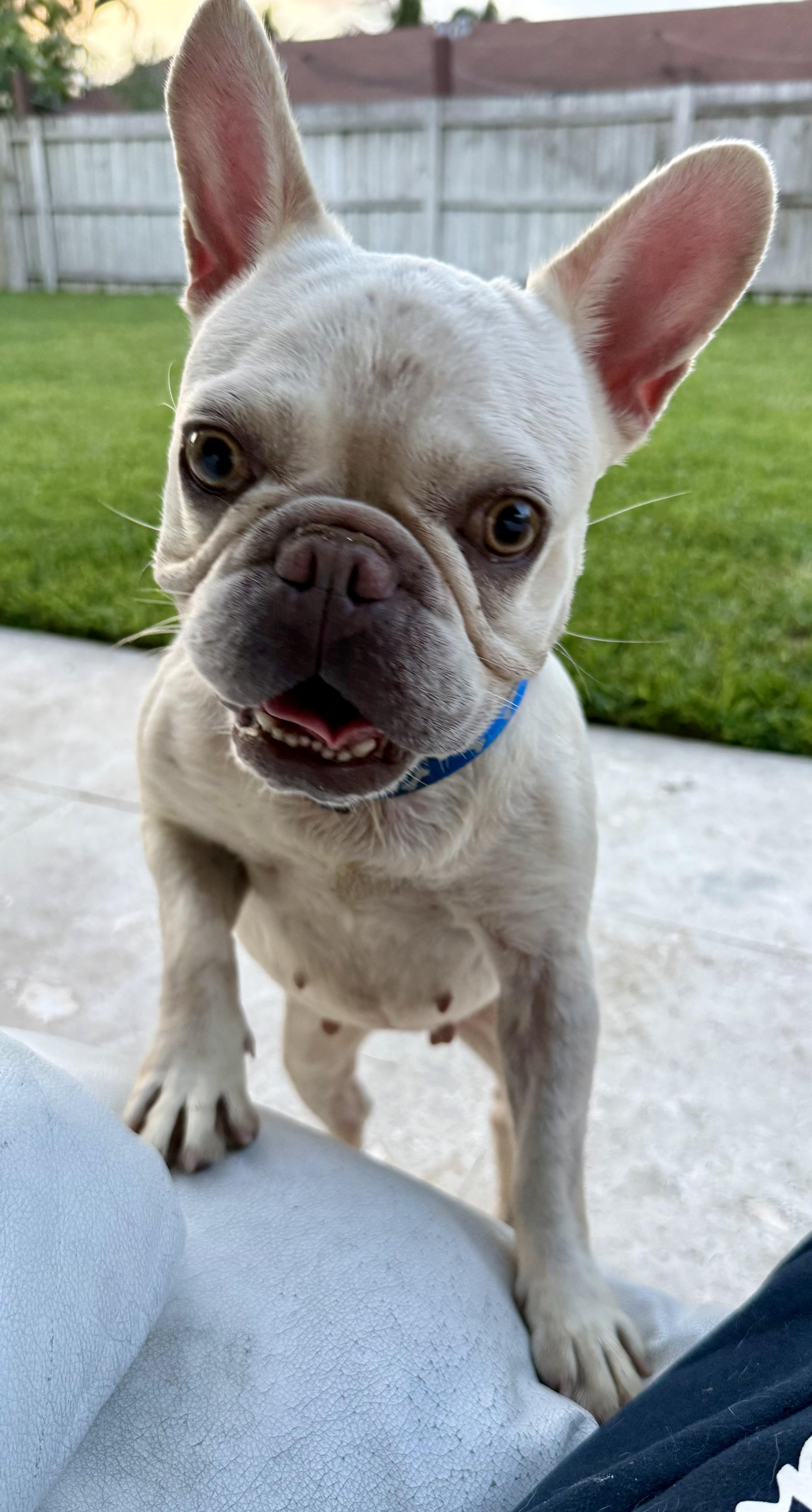 Enlarge Purebred Female French Bulldog Storm, a ADOPTABLE French Bulldog in Boca Raton, FL image 1/6