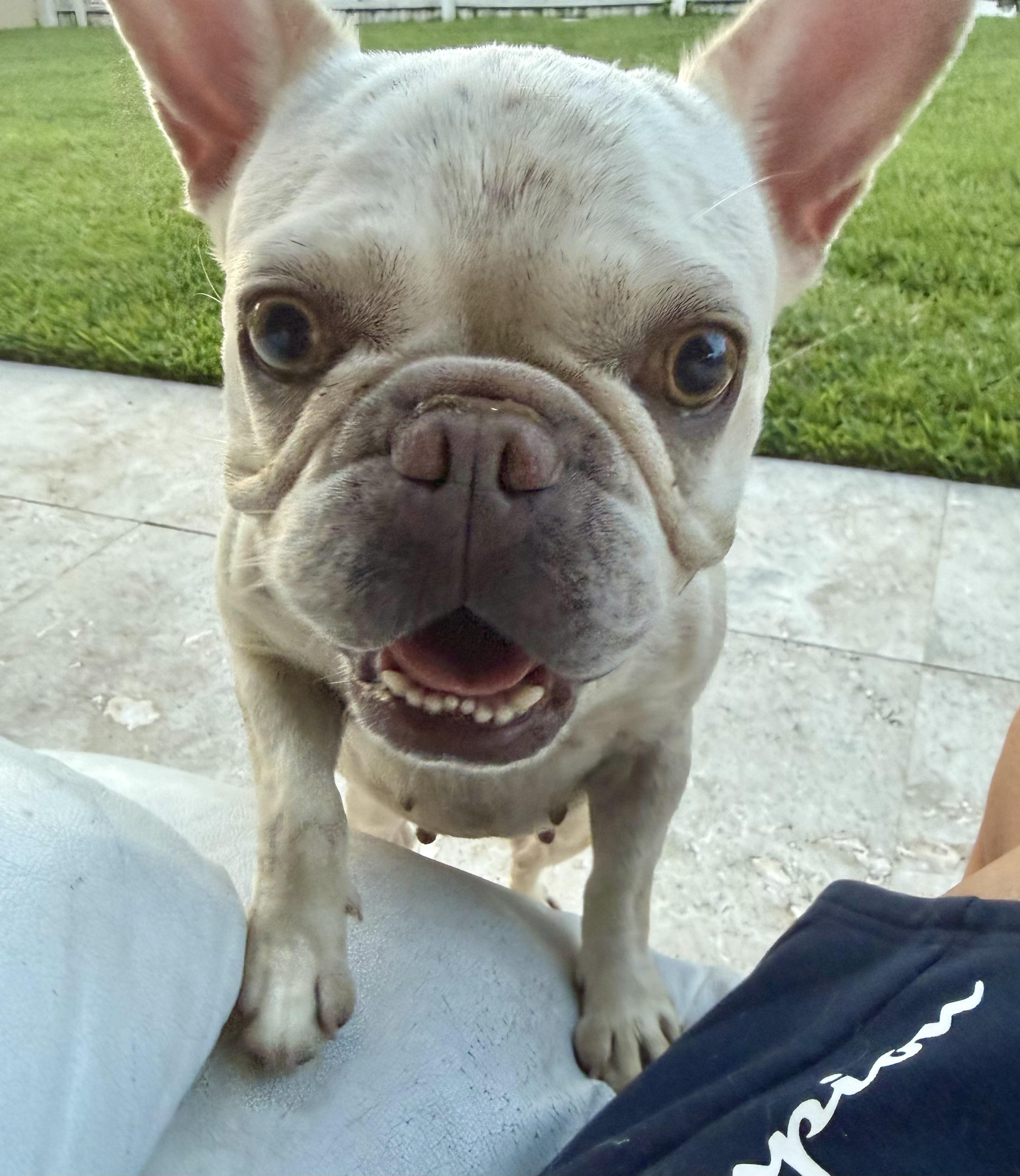 Enlarge Purebred Female French Bulldog Storm, a ADOPTABLE French Bulldog in Boca Raton, FL image 2/6