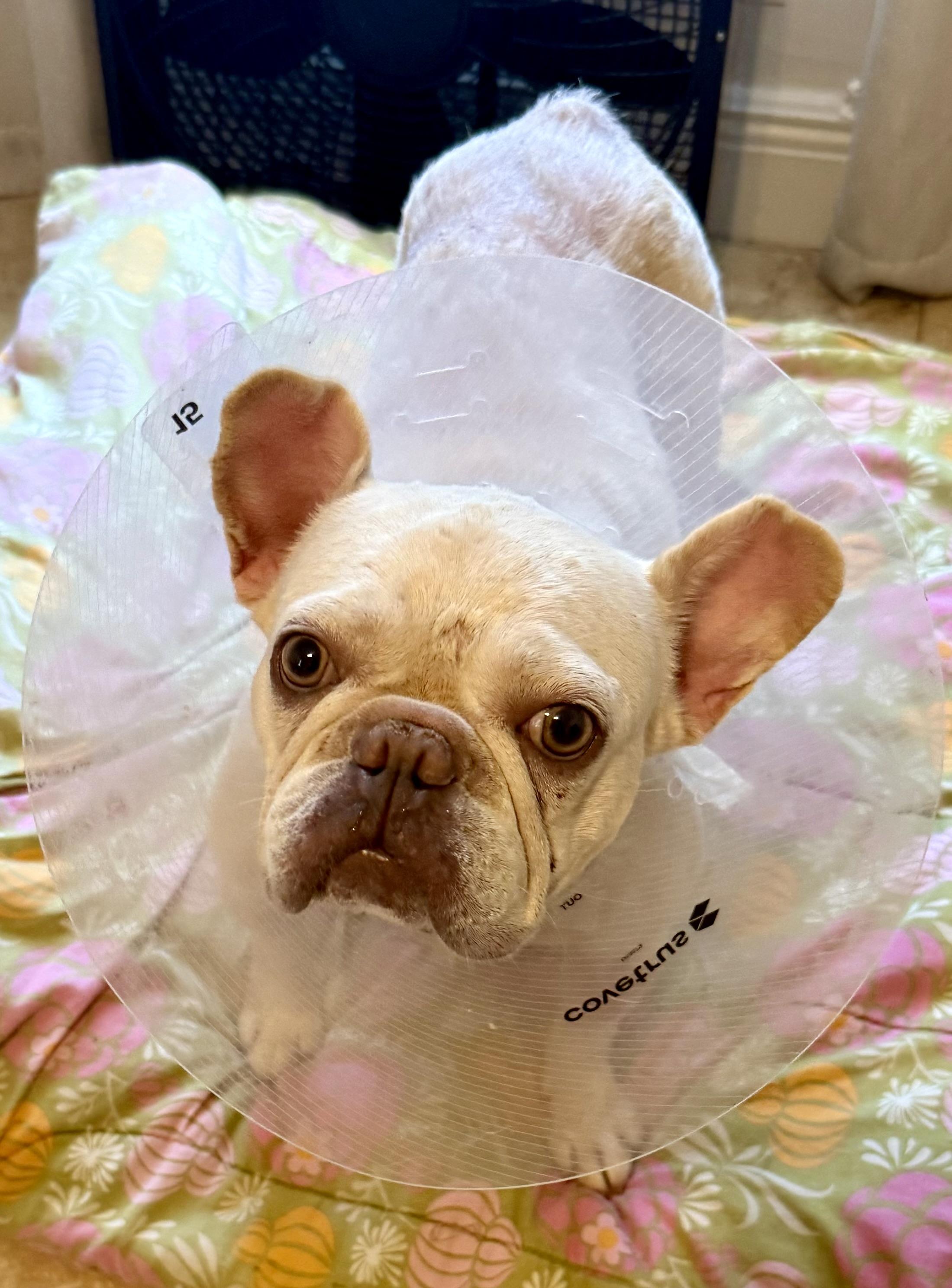 Enlarge Purebred Female French Bulldog Storm, a ADOPTABLE French Bulldog in Boca Raton, FL image 2/6