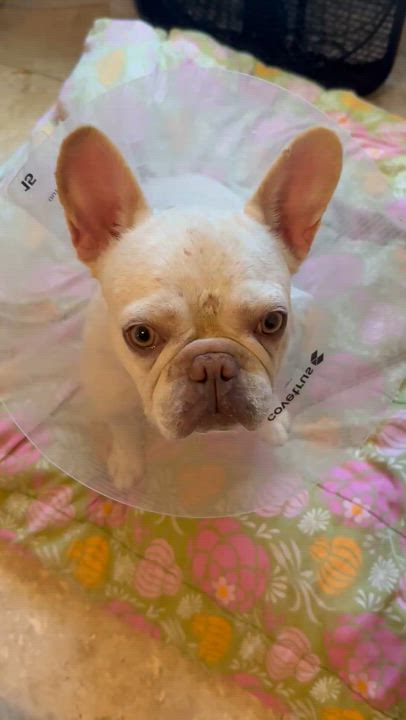 Enlarge Purebred Female French Bulldog Storm, a ADOPTABLE French Bulldog in Boca Raton, FL video 5/6