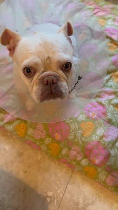 Enlarge Purebred Female French Bulldog Storm, a ADOPTABLE French Bulldog in Boca Raton, FL video 6/6
