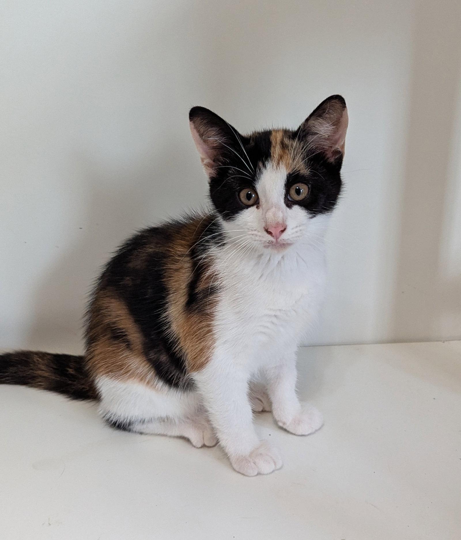 Patches, Adoptable, Young Female Domestic Short Hair.