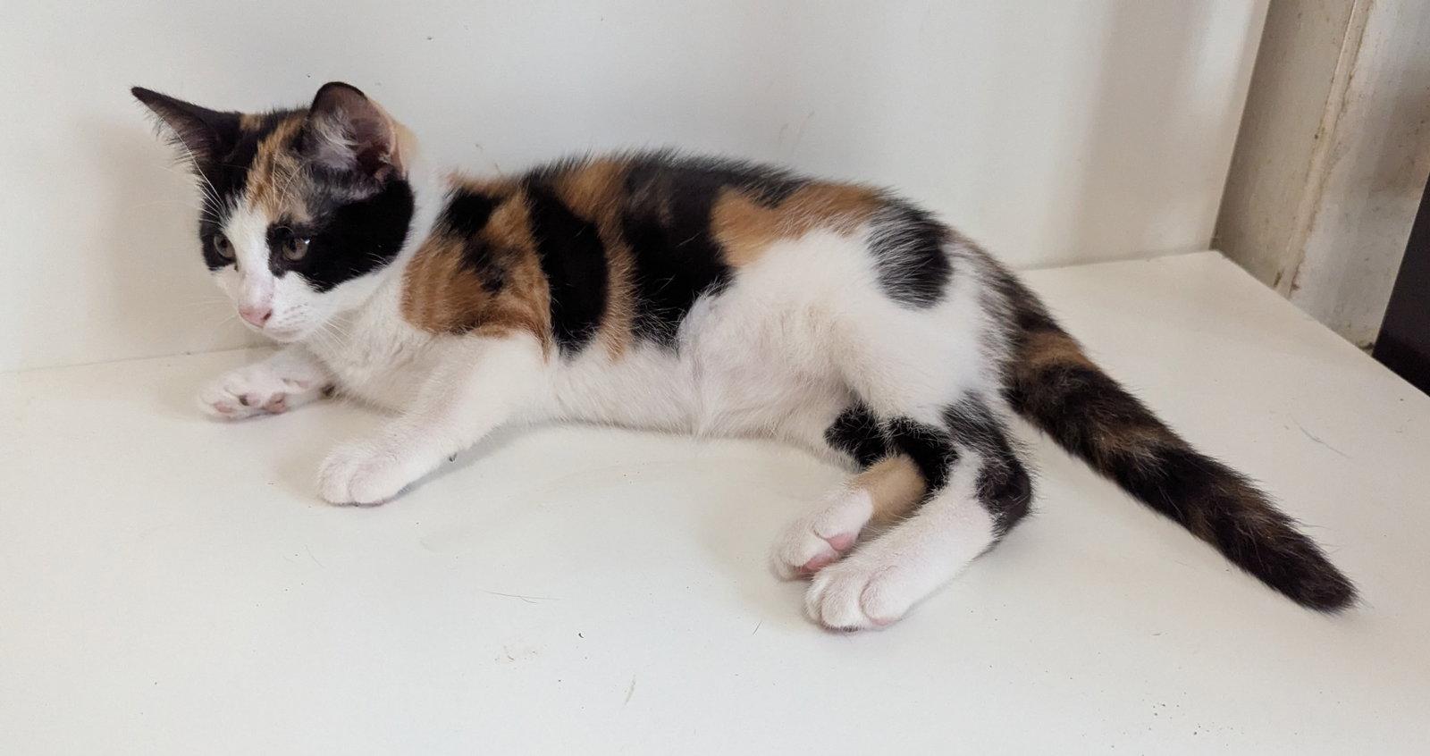 Enlarge Patches, a Adoptable Domestic Short Hair in McKinney, TX image 2/2