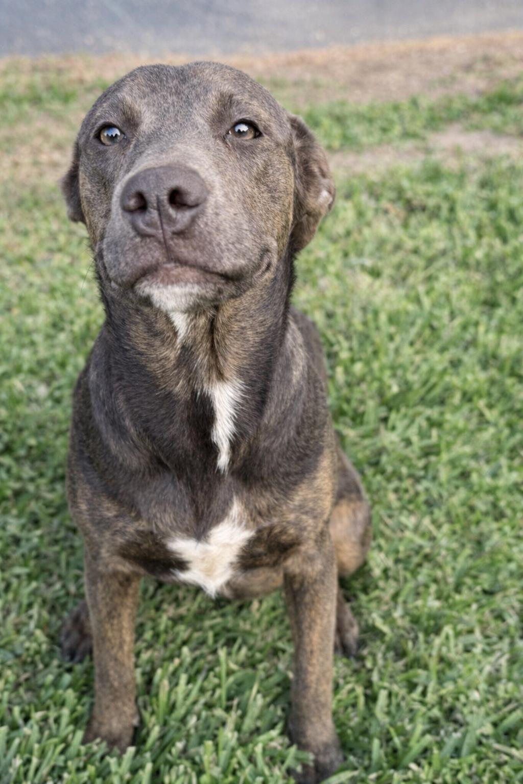 Enlarge Mulan, a Adoptable mixed breed in Battle Creek, MI image 4/5