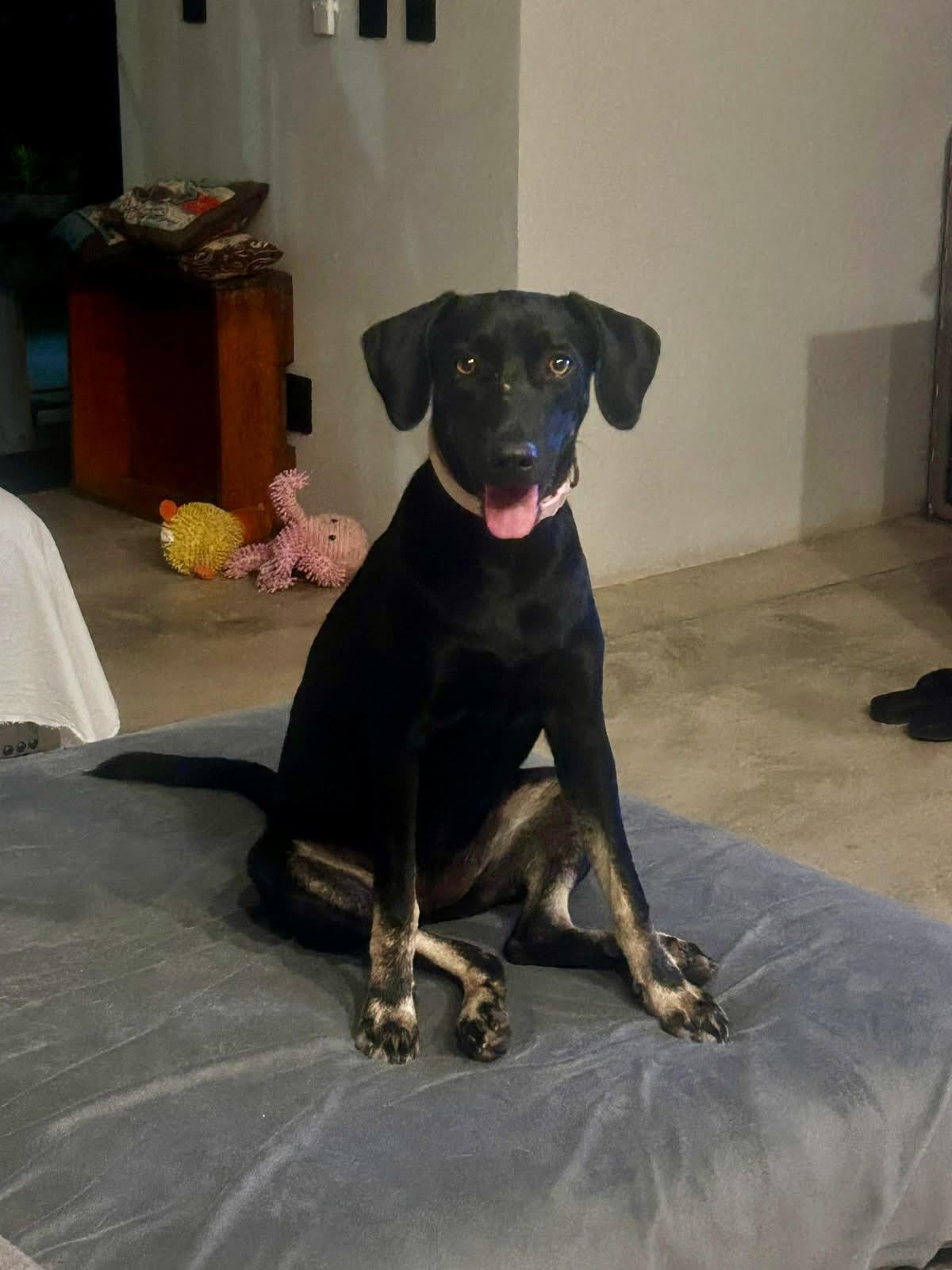 Enlarge Valentina 2, a Adoptable mixed breed in Abbotsford, BC image 2/6