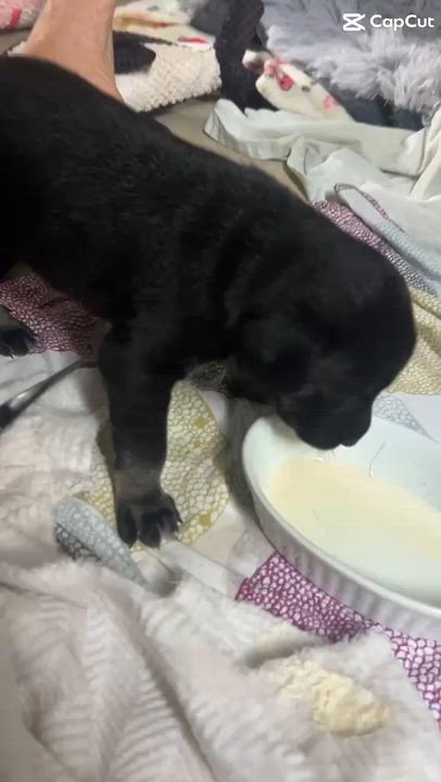 Enlarge Valentina 2, a Adoptable mixed breed in Abbotsford, BC video 5/6