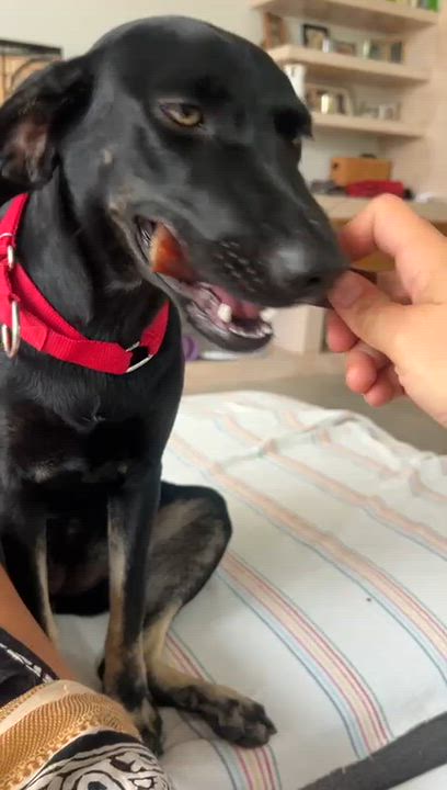 Enlarge Valentina 2, a Adoptable mixed breed in Abbotsford, BC video 6/6