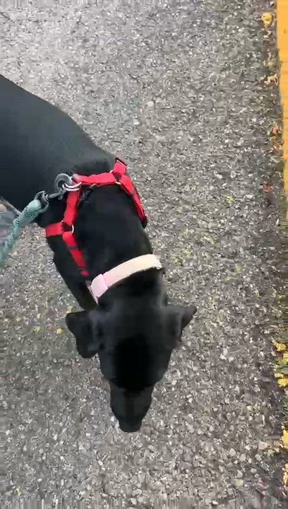 Enlarge Valentina 2, a Adoptable mixed breed in Abbotsford, BC video 4/6