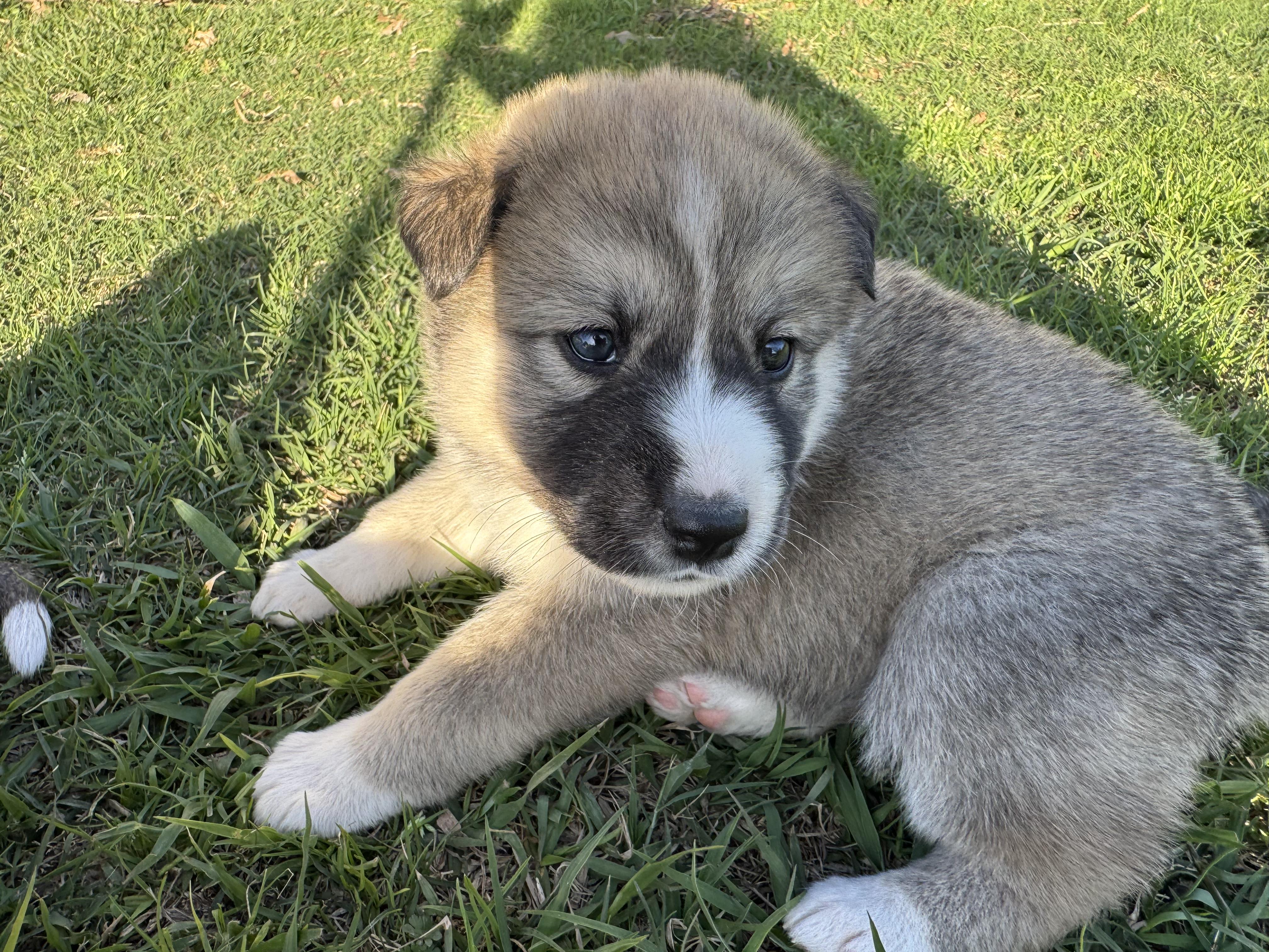 Lily (Litter of 9, Adorable, Cute Baby, Happy, Loving, Cuddles) — thumbnail 3