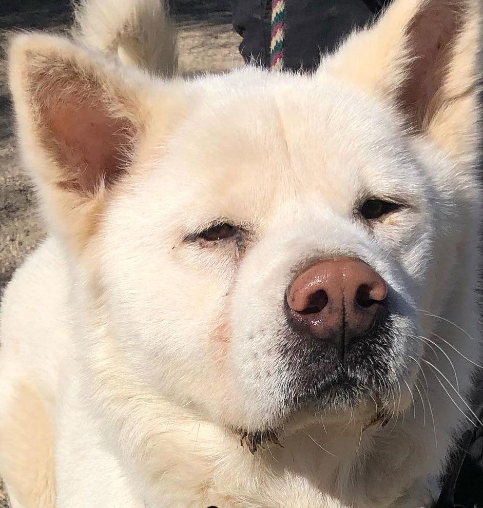 Enlarge Takashi, a Adoptable Akita in Romoland, CA image 1/3