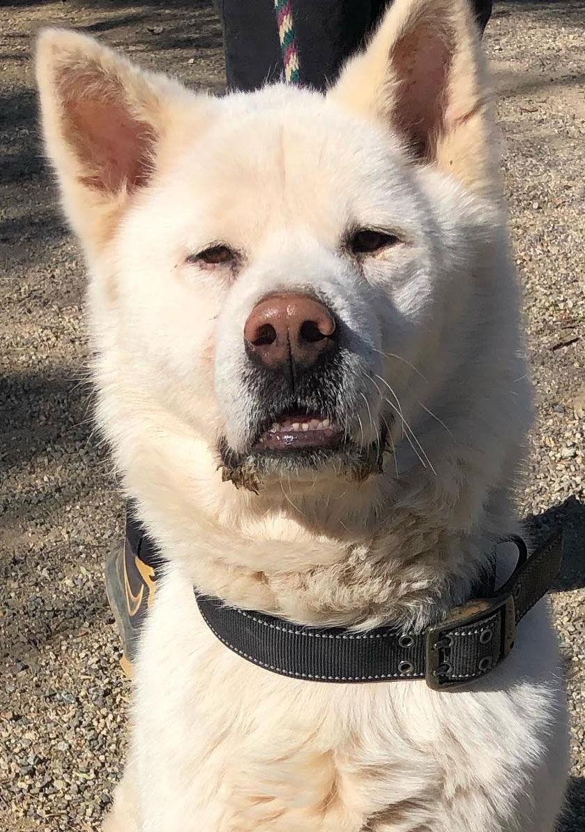 Enlarge Takashi, a Adoptable Akita in Romoland, CA image 3/3