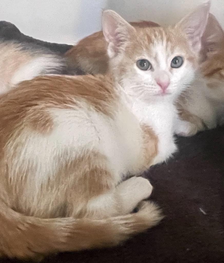 Marigold, Adopted, Kitten Female Domestic Short Hair.