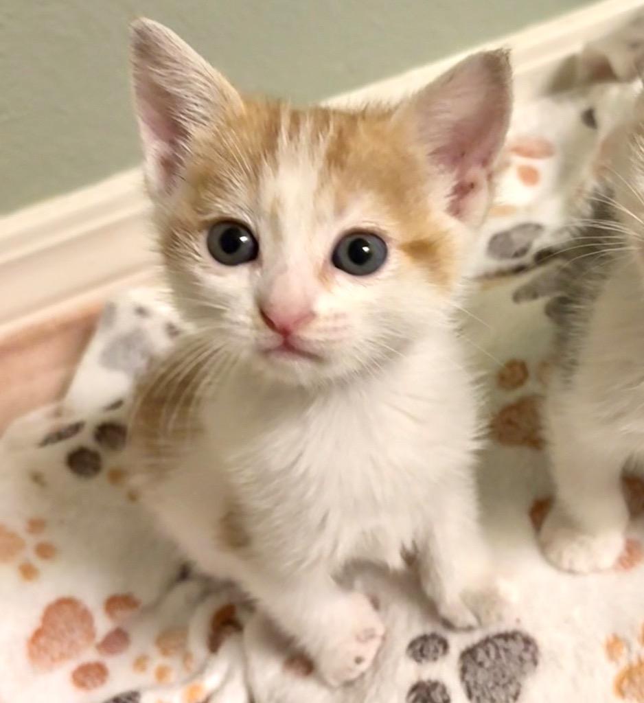 Enlarge Marigold, a Adopted mixed breed in Cambria, CA image 3/3