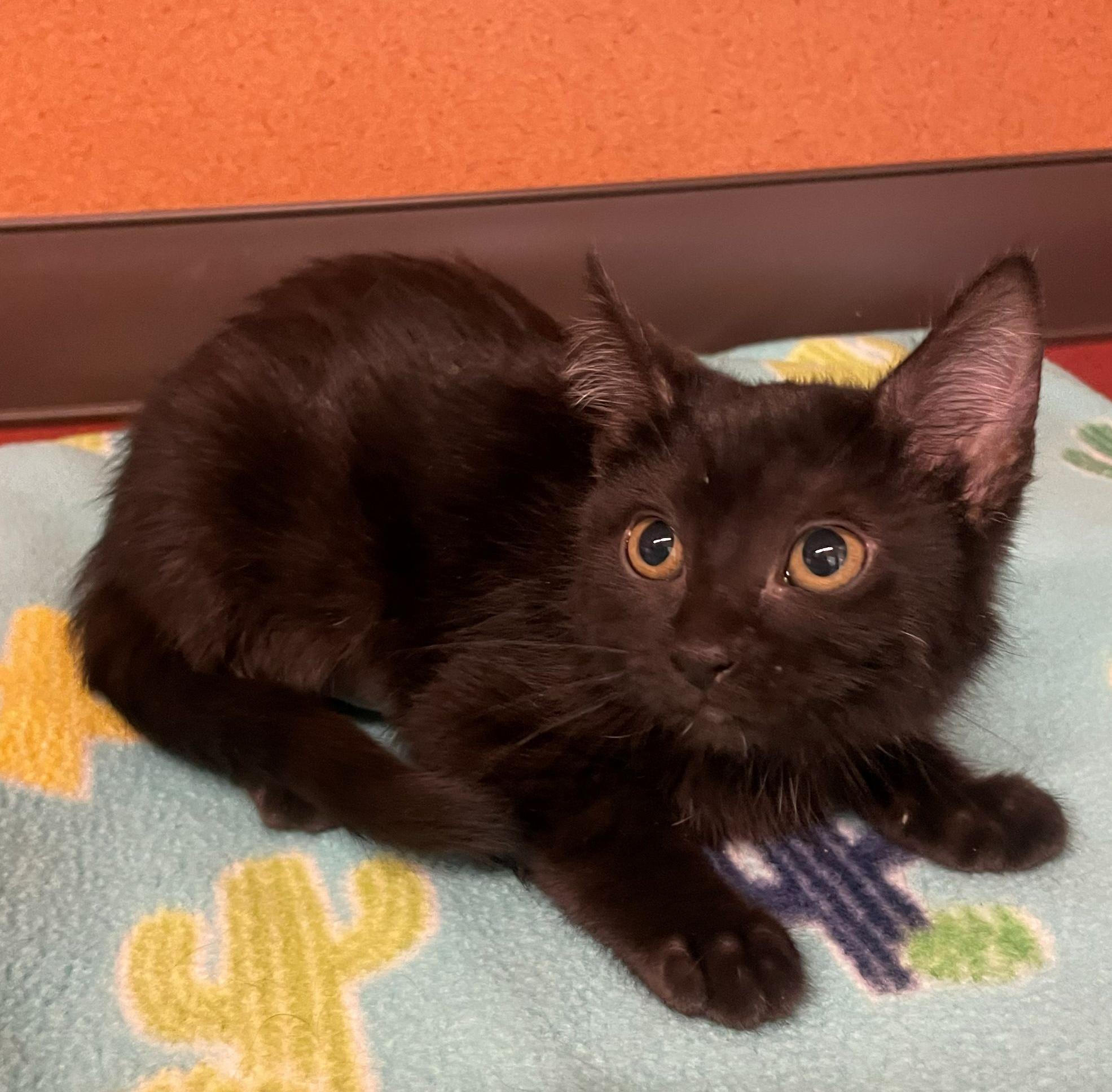 Peninsula, an adopted Domestic Short Hair in Rochester, MN image 1/2