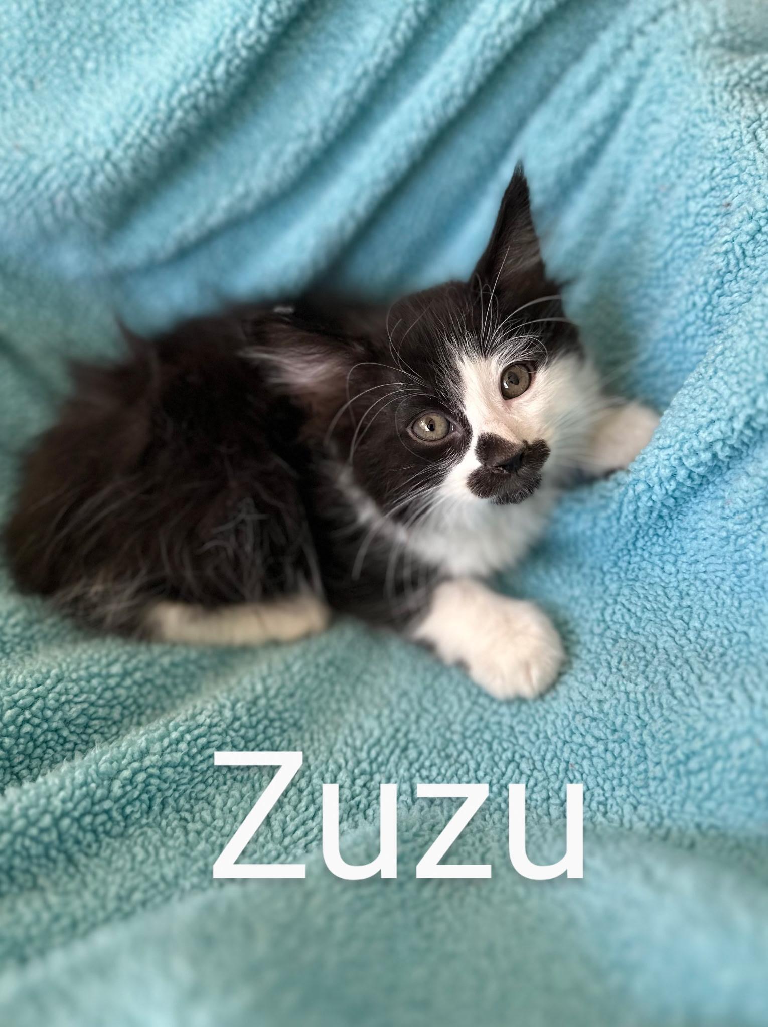 Zuzu
