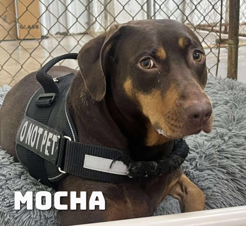 Mocha Moo Cow photo 5