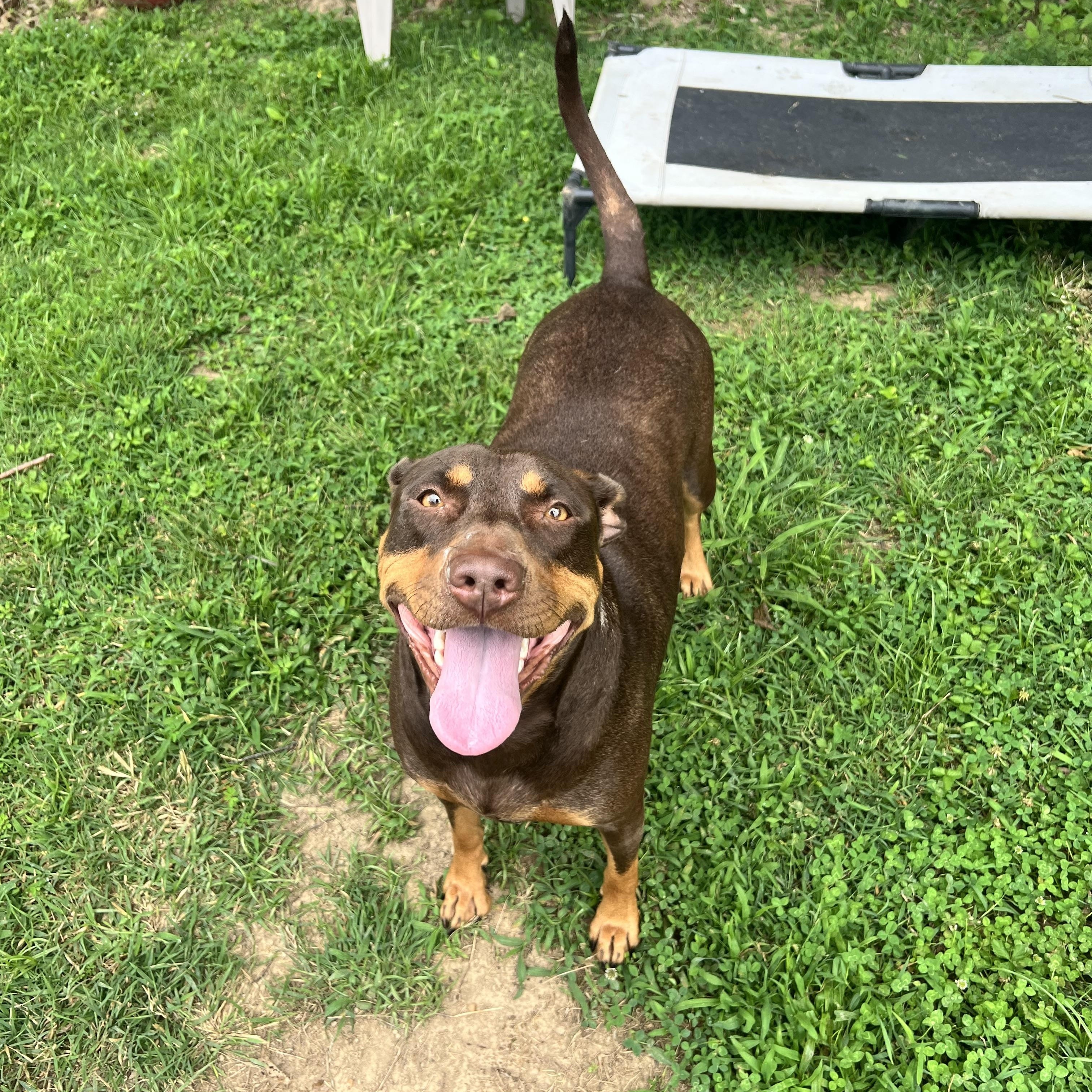 Mocha Moo Cow, Adult Female Doberman Pinscher